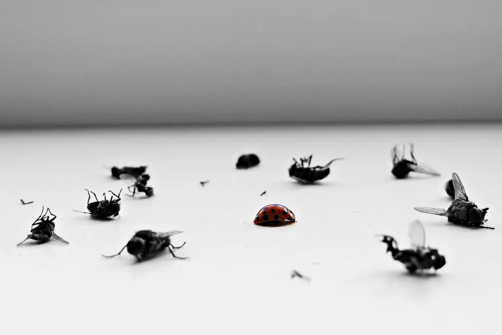 pest control